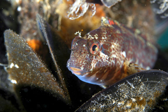 (Hypsoblennius) Род ГИПСОБЛЕННИУСЫ 16 видов